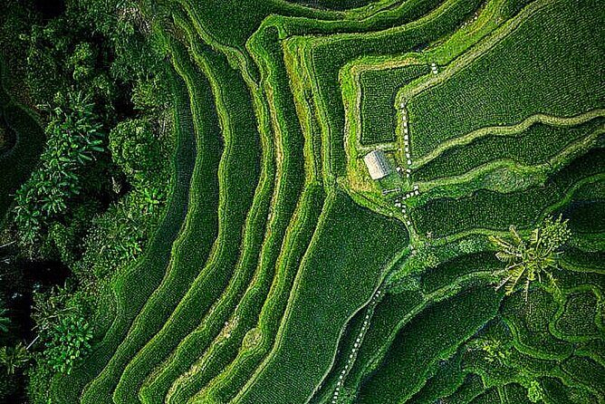 Bali: Ubud Highlights Tour with Private Guide and Transfers - What’s actually included: tickets, car, and the parts you still pay for
