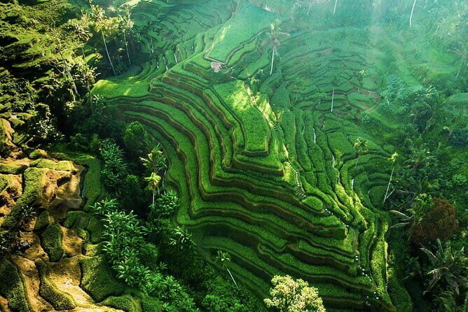 Bali: Ubud (Temple, Spring, Rice Terraces, & Waterfall) - Key things to know before you go