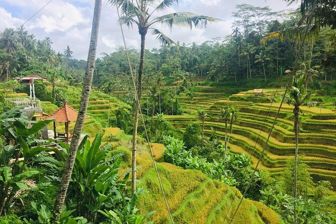 Bali Ubud Tour - Price and logistics: what $80 really covers (and what doesn’t)