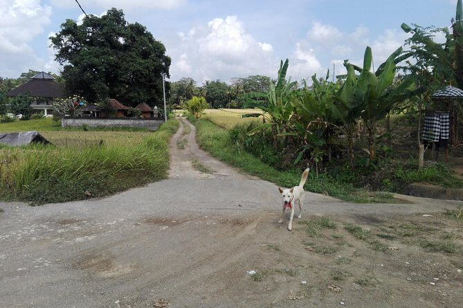 Balinese Cooking Class at Organic Farm - Key things you’ll remember from Mai Organic Farm