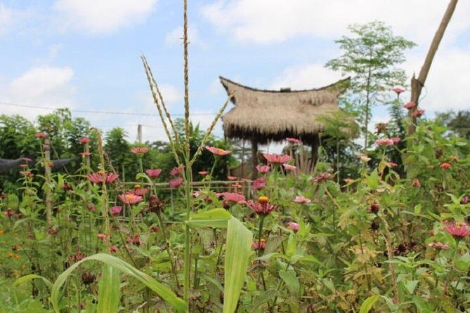 Balinese Cooking Class at Organic Farm - The farm walk: organic growing and the Subak system in real life