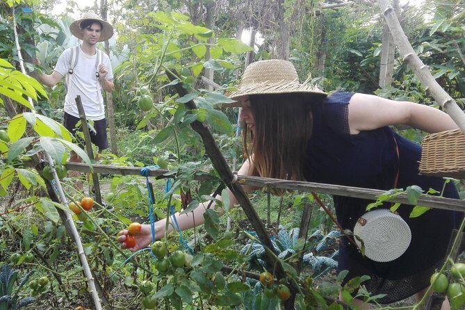 Balinese Cooking Class at Organic Farm - Picking ingredients for six Balinese dishes