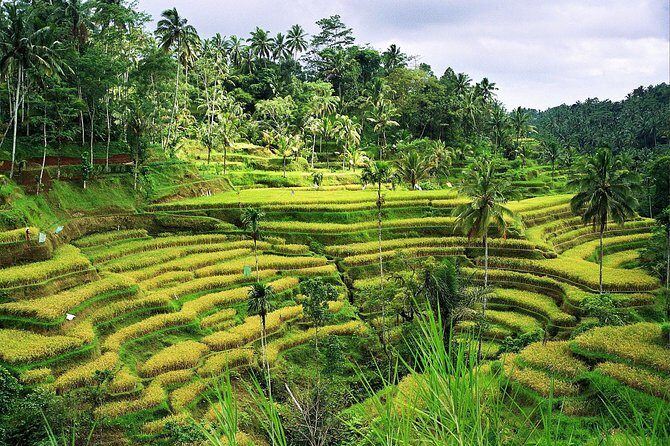 Beauty Of West Bali Tour (Private and All Inclusive) - Luhur Batukaru Temple: The Spiritual Break With Room to Breathe