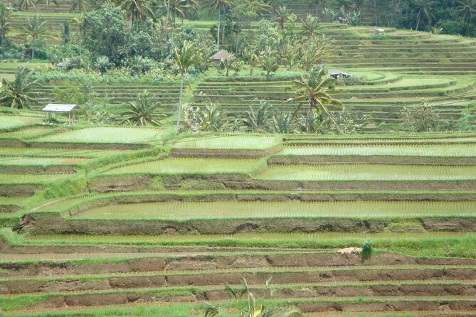 Bedugul Cultural Private Tour - Mambal morning market: where breakfast becomes culture