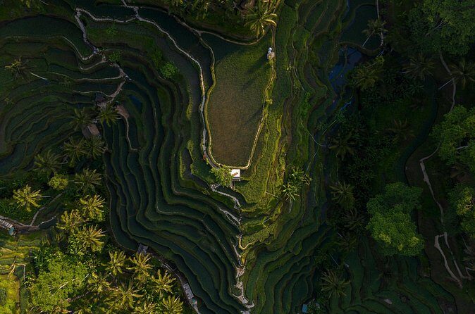 Best Day Tour - #1 Ubud Top Attraction - Tegalalang Rice Terrace and the Subak Irrigation System