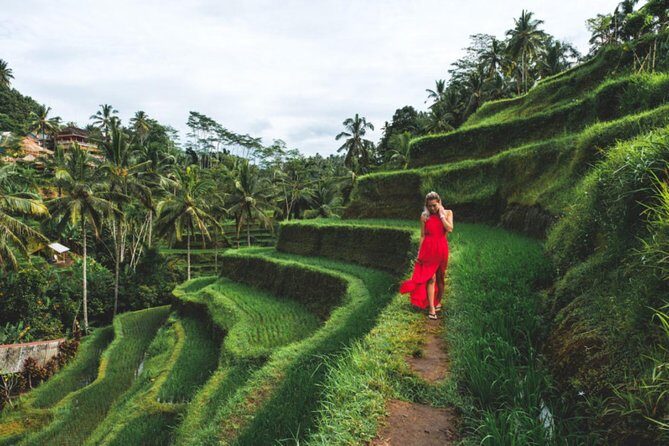 Best Day Trip in Bali - Sacred Monkey Forest Sanctuary: gray macaques and Hindu temples
