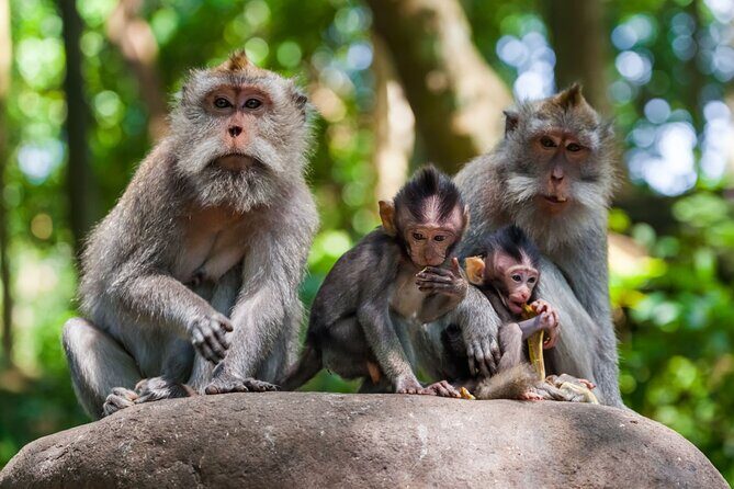 Best of Ubud 1-Day Private Tour - Free Time in Ubud: Art Market and Ubud Palace Break the Day Up