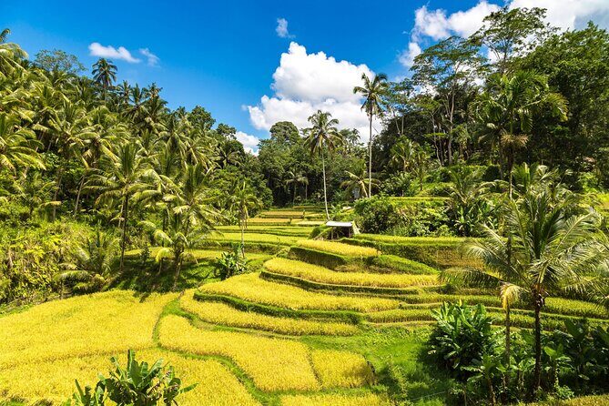 Best of Ubud 1-Day Private Tour - Your 8:30am Start and the 8–9 Hour Reality