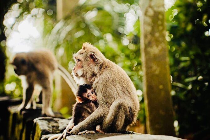 Best of Ubud: All-Inclusive Private Tour with Local Guide - Sacred Monkey Forest Sanctuary: shade, temples, and hundreds of monkeys