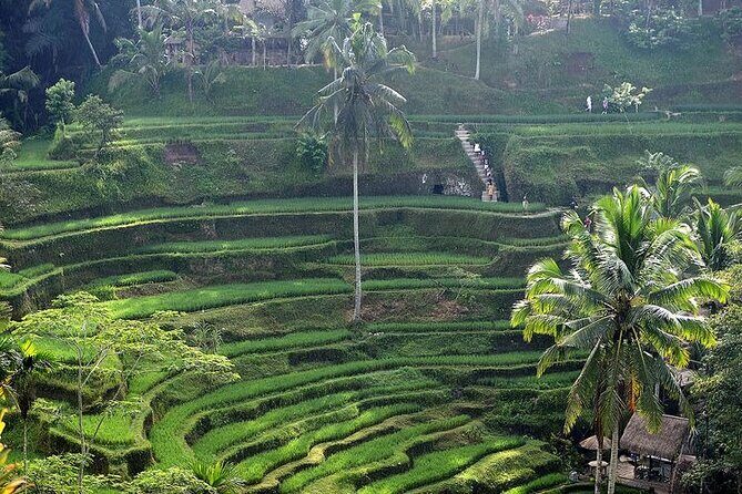 Best Of Ubud Private Day Tour With Local Guide - Why This Ubud Private Day Tour Feels Efficient for First-Timers