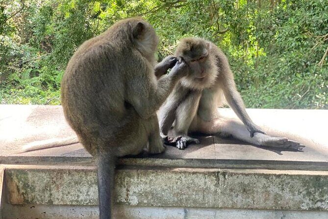 Best Of Ubud Private Day Tour With Local Guide - What’s Included, What’s Not, and Where Your Budget Actually Goes