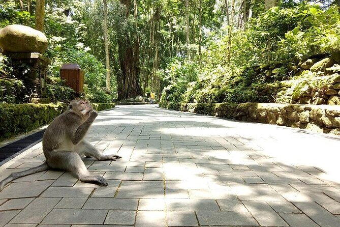 Best of Ubud Private Tour with Jungle Swing Experience - Stop 3: Tegalalang Rice Terrace for living-work views