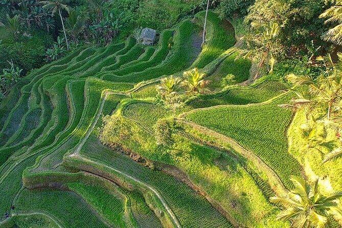 Best of Ubud: Rice Terrace, Temple and Waterfall Private Tour - Sacred Monkey Forest Sanctuary: temples, shade, and the monkey factor