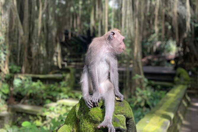 Best of Ubud Sightseeing Private All Inclusive Tour - Sacred Monkey Forest, Tegalalang, Tegenungan: the nature trio