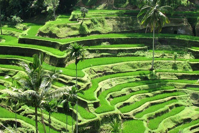 Best Of Ubud Tours - Key highlights worth clocking before you go