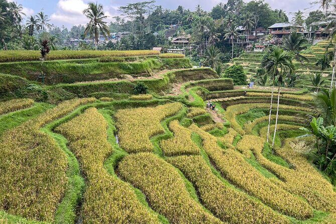 Best of Ubud - Ubud Tour Popular - All Inclusive - Who this tour suits best (and who should skip it)