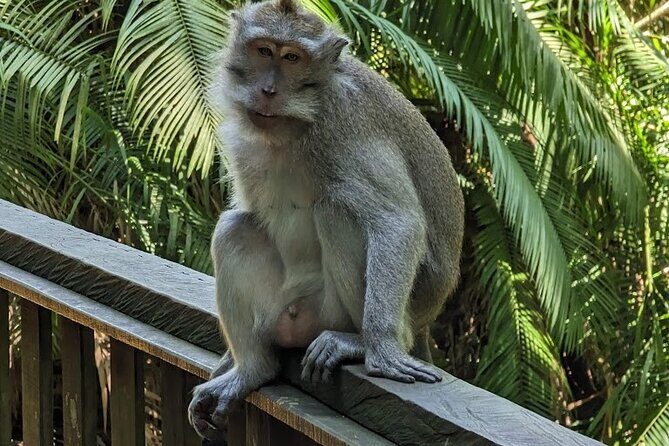 Best of Ubud Village Private Tour with Jungle Swing All Inclusive - Tegenungan Waterfall viewpoint: big scenery, less strain