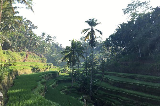 Best of Ubud Waterfalls, Tegalalang Rice Terrace and Swing Tour - Uma Pakel Agro Tourism and Coffee Tasting: Swing above coconut trees and a calmer break