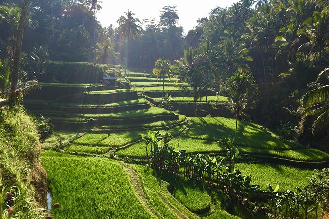 Best of Ubud Waterfalls, Tegalalang Rice Terrace and Swing Tour - Price and Value: What $29 Means When Tickets Are Included