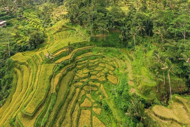 Best of Ubud: Waterfalls, Temple & Rice Terraces Private Day Tour - Tegalalang Rice Terraces: UNESCO views and photo-friendly pacing
