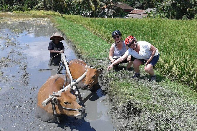 Bike ride in the rice fields, Bali countryside - Meeting school life: what to expect at the local school stop