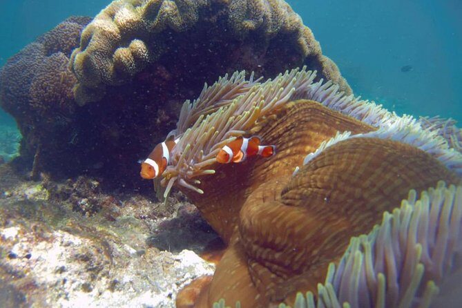 Blue Lagoon Bali Snorkeling Experience - The second snorkel stop: Tanjung Jepun and your best odds