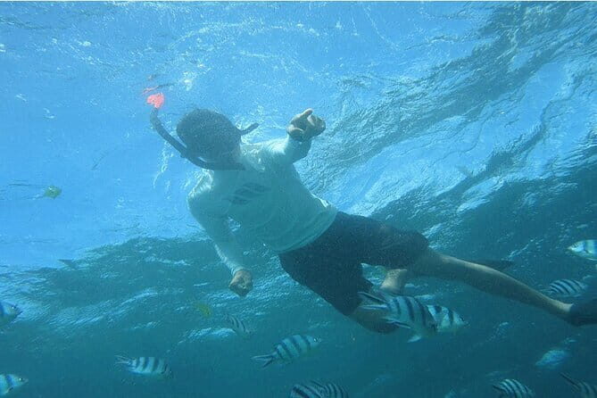 Blue Lagoon Snorkeling with Lunch and Private Transport - What You’ll See Underwater: Fish, Reefs, and Sea Turtles