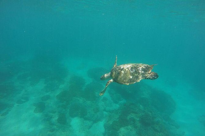 Blue Lagoon & Tanjung Jepun Snorkeling Private Tour - Who This Tour Fits Best (and Who Might Want Something Else)