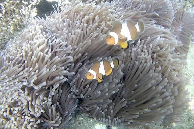 Blue Lagoon & Tanjung Jepun Snorkeling Private Tour - Blue Lagoon Beach: A Calm-Water Spot for First-Time Snorkelers