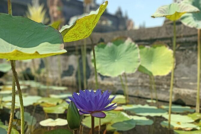 Brahmavihara Arama Banjar Hot Spring Ulundanu Bratan Private Tour - Stop 3: Northview Bali in Munduk for a view-forward lunch option