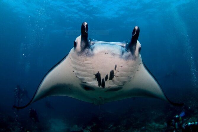 Certified Scuba Dive with Manta Rays (Open Water Diver minimum) - Key things that make this outing worth your time