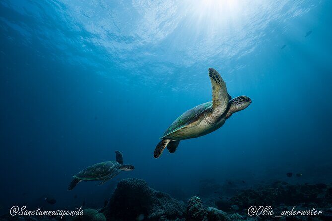 Certified Scuba Dive with Manta Rays (Open Water Diver minimum) - Value check: what you’re paying for, and why it makes sense