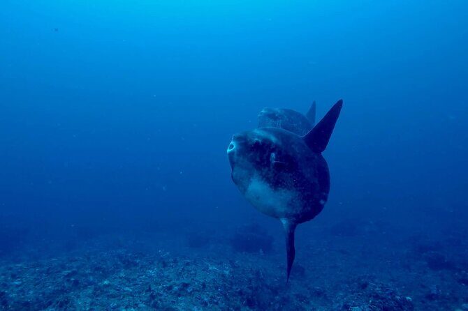Certified Scuba Dive with Manta Rays (Open Water Diver minimum) - Two sites, two different reef vibes: Manta Point and Crystal Bay