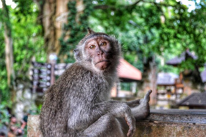 Cretya Ubud and Monkey Forest Sanctuary Tours - Tegenungan Waterfall: Swim Time or Top Views in 30 Minutes