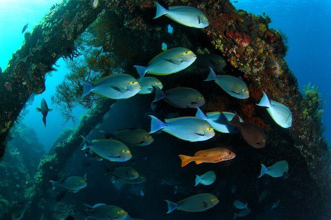 Day Trip certified divers - 3 Dives in Tulamben (pick-up & drop-off included) - Why Tulamben and the USS Liberty wreck still matter