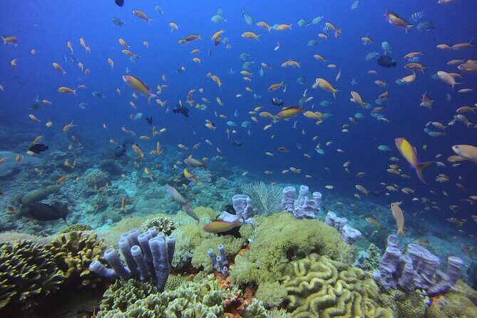 Day Trip Discover Scuba dive in Nusa Penida 2 dives (From Sanur - South Bali) - Sanur to Lembongan: the boat trip that shapes your whole day