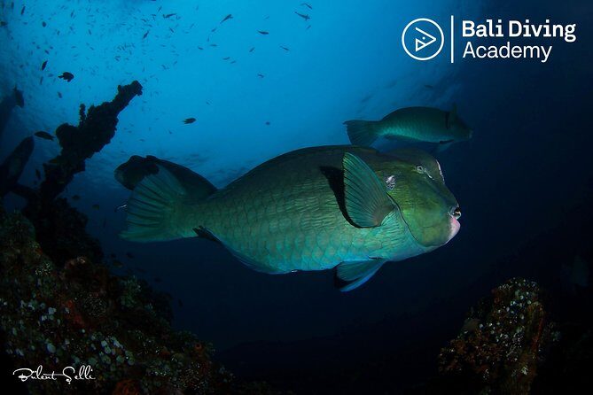 Day Trip Snorkeling in Tulamben - Explore Liberty Wreck (pick up in South Bali) - Key highlights you’ll feel right away