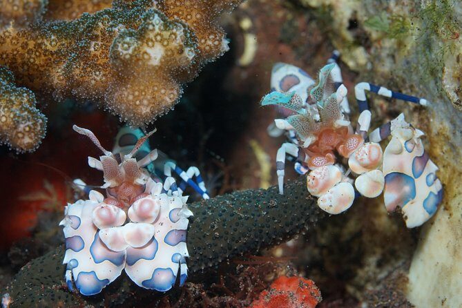 Day Trip Snorkeling in Tulamben - Explore Liberty Wreck (pick up in South Bali) - South Bali pickup to Tulamben: your first taste of “easy mode”
