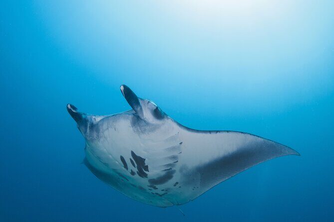 Day Trip snorkeling Nusa Penida - Manta 3 sites (from south bali) - South Bali pickup and Sanur check-in: the day starts early for a reason