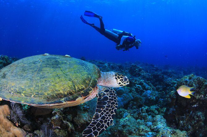 Discover Scuba Diving - Coral Garden vs the USAT Liberty Shipwreck: choosing your underwater mood