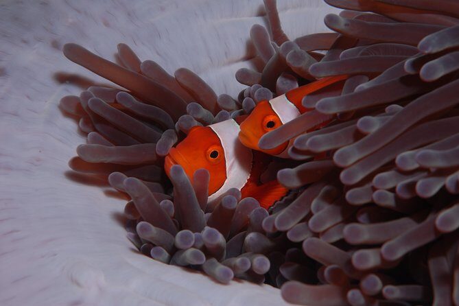 Discover Scuba Diving - How the photos fit into the value