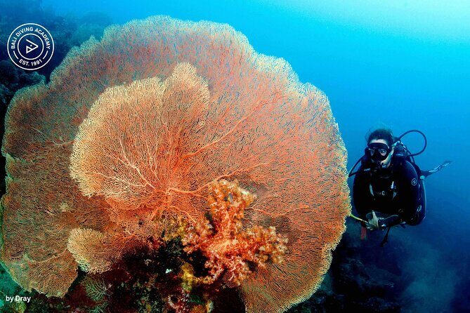 Discover Scuba Diving in Pemuteran at the Biorock site,1 shore dive all included - The Biorock shore session: what to expect underwater