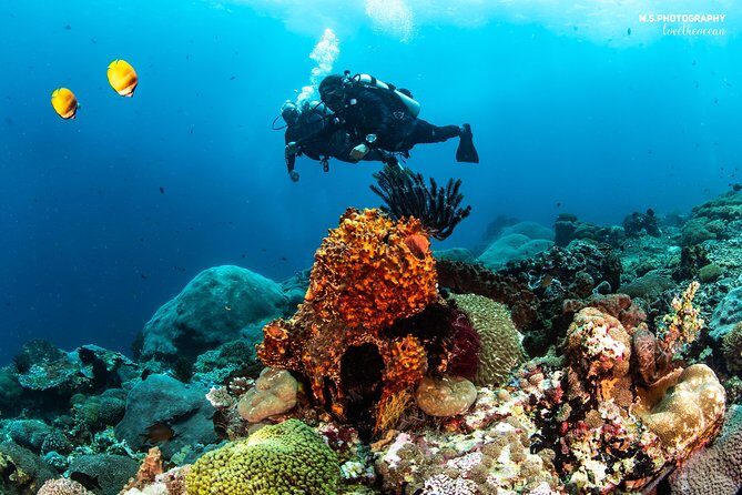 Discover Scuba Diving in Pemuteran - Diving Initiation in Bali (Menjangan Park) - Equipment, wetsuit comfort, and the safety approach for first-timers