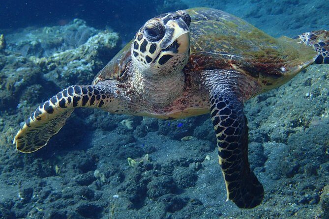 Discover Scuba Diving in Pemuteran - Diving Initiation in Bali (Menjangan Park) - Gear-included value: price, the Menjangan park fee, and what you’re really paying for