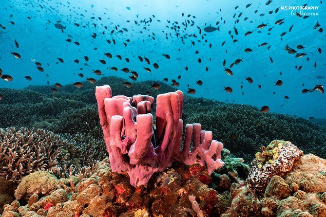 Discover Scuba Diving in Pemuteran - Diving Initiation in Bali (Menjangan Park) - Lunch on Menjangan Island: a real reset between your two training sessions