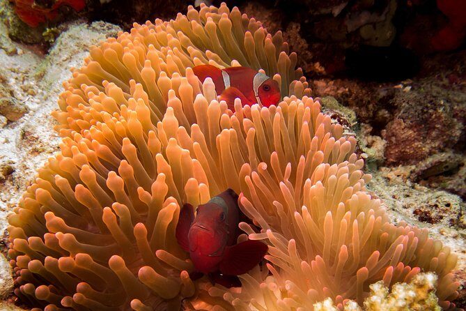 Discover Scuba Diving in Pemuteran - Diving Initiation in Bali (Menjangan Park) - The 4-step flow: briefing, shallow skills, lunch break, then your second session