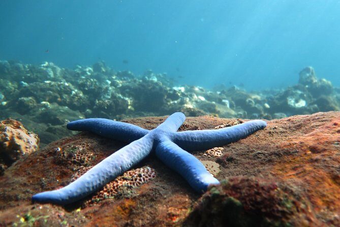 Discover Scuba Diving Tulamben Bali For Non-Certified Divers - Why the USAT Liberty wreck fits non-certified scuba