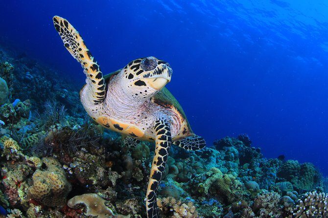 Discover Scuba Diving - The morning flow: tea/coffee first, then skill building