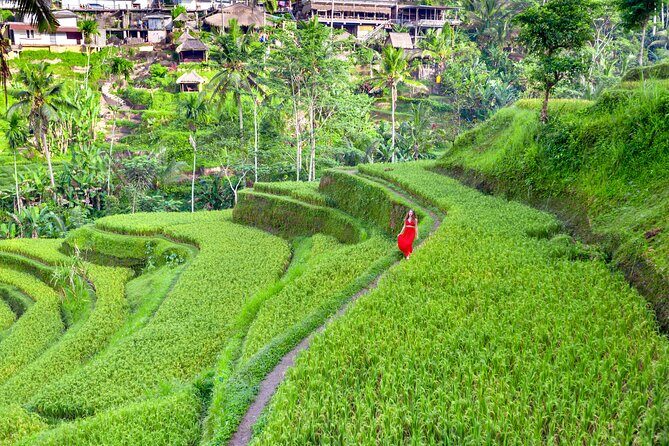 Discover The Best of Ubud: All-Inclusive and Private Guided Tour - Sacred Monkey Forest Sanctuary: go in ready for chaos (the cute kind)