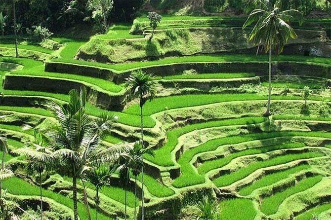 Discover the best waterfalls in Ubud and rice terraces tour - The guides: why the driver/guide matters here